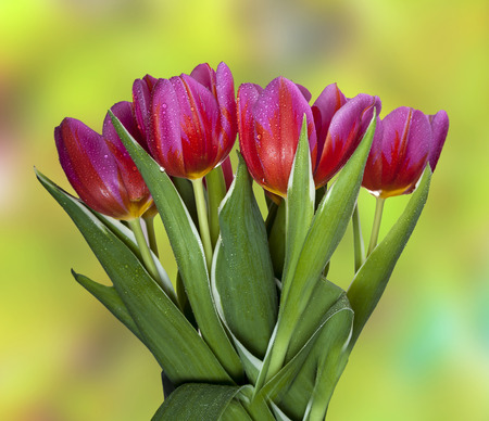 Red and pink tulips on a blur natural background の写真素材