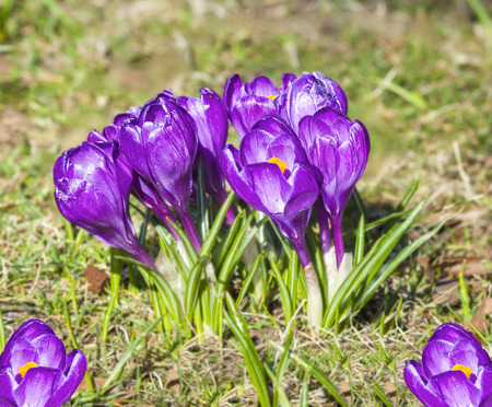 violet spring flowers, crocus, shallow depth of field の写真素材