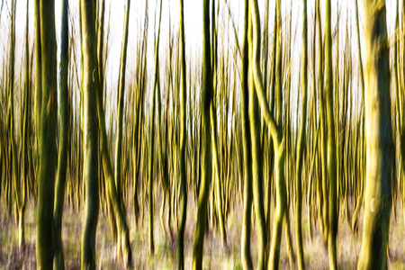Motion blurred forest background の写真素材