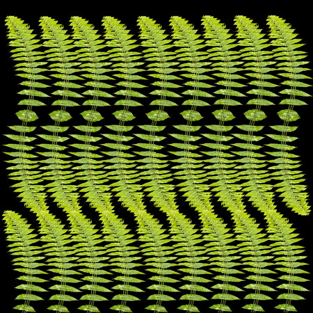 Green fern leafs on black の写真素材