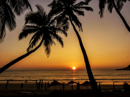 Palms silhouettes against sun  Goa, India の写真素材