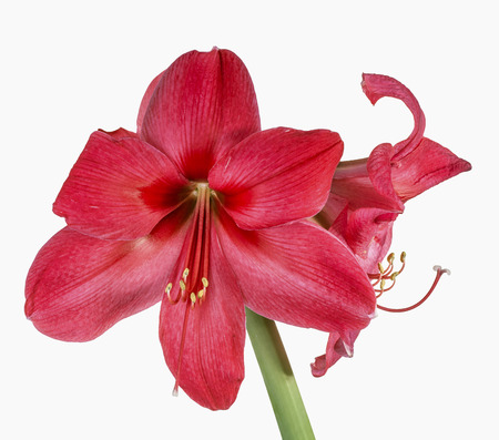 Amaryllis on white background, isolated の写真素材