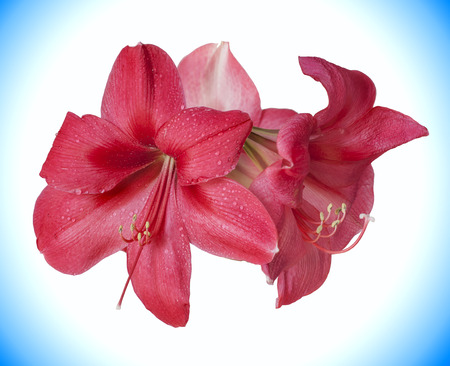 Two Pink Flowers of amaryllis isolated の写真素材