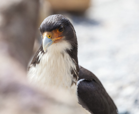 Carnivore bird  The Mountain Caracara  Phalcoboenus megalopterus  is a species of bird of prey in the Falconidae family  の写真素材