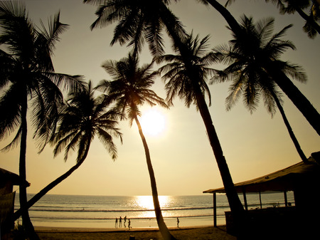 Palms silhouettes against sun の写真素材