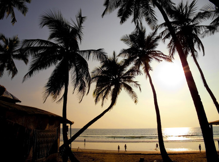 Palms silhouettes against sun の写真素材