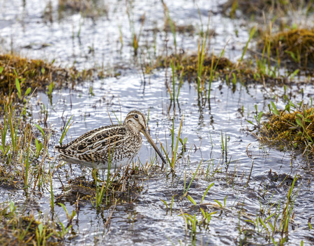 Bird in natural environment, Hudsonian Godwit, Torres del Paine National Park, Chile  の写真素材