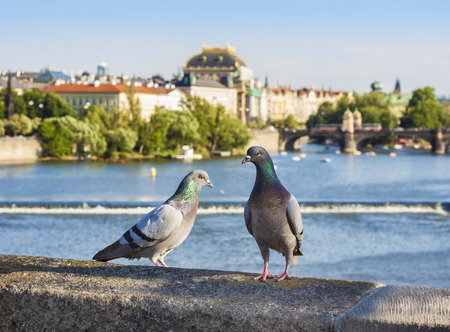 Pigeons on the bridge, Prague in background, Czech Republic の写真素材
