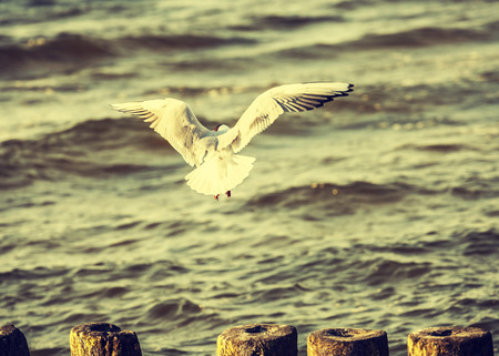 Filtered Vintage Retro Styled bird on the sea の写真素材