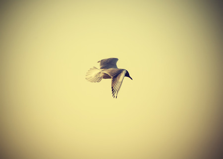 Filtered Vintage Retro Styled bird on the sea の写真素材