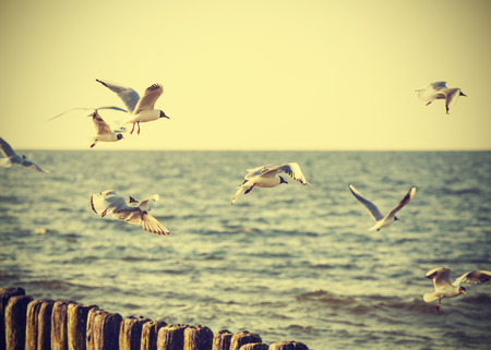 Filtered Vintage Retro Styled birds on the sea の写真素材