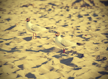 Filtered Vintage Retro Styled bird on the beach の写真素材