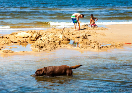 MIEDZYZDROJE; POLAND - JUNE 01; 2014  Beach in Miedzyzdroje, dog and children playing on the beach, resort in Poland のeditorial素材