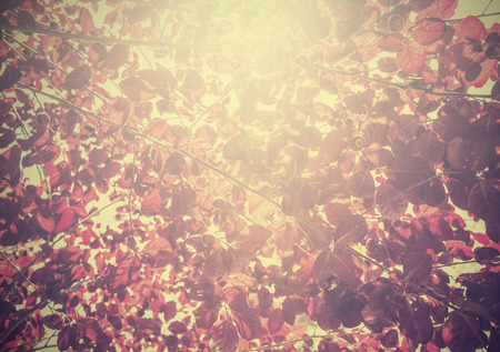 Vintage nature background.の写真素材