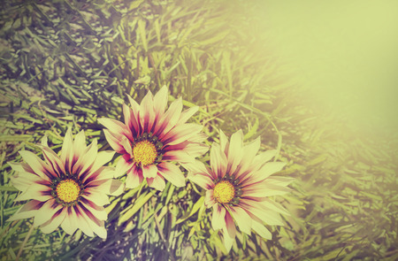 Retro nature background.の写真素材