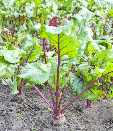 Fresh organic beetroot.の写真素材