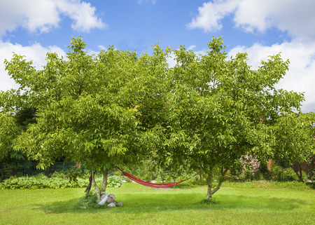Hammock in garden.の写真素材