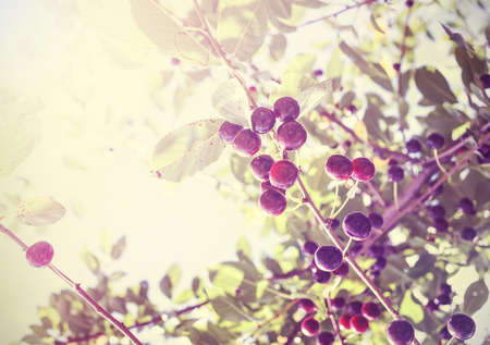 Vintage photo of beautiful cherry tree with fruits, antique style photo.の写真素材