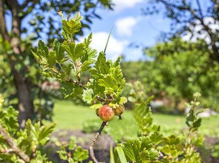 Ripe gooseberries on the branch in garden.の写真素材