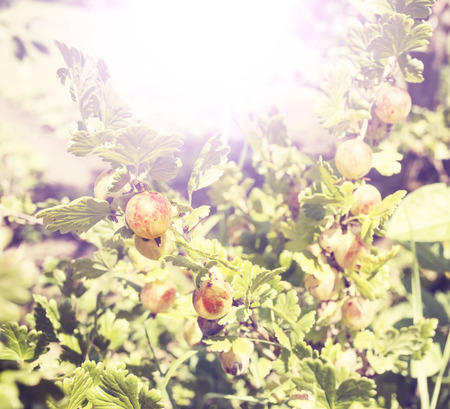 Fresh and Ripe Organic Gooseberries background, vintage effect.の写真素材