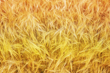 Colorful wheat field nature background.の写真素材