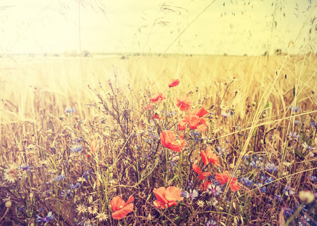Beautiful retro rural landscape with sunset over meadow.の写真素材
