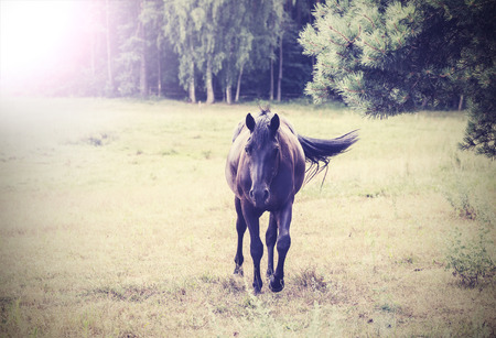 horse vintage retro styleの写真素材