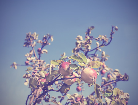 Vintage apple tree backgroundの写真素材