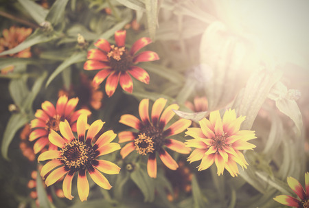 Vintage flower nature background.の写真素材