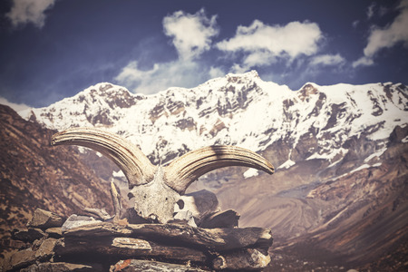 Vintage picture of yakの写真素材