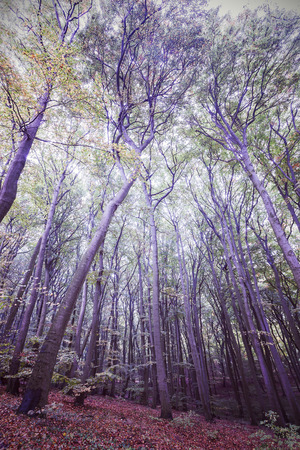 Retro filtered picture of a forest.の写真素材