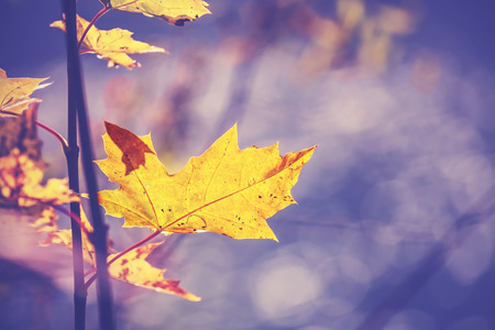 Vintage filtered picture of autumn leaf, nature background.の写真素材