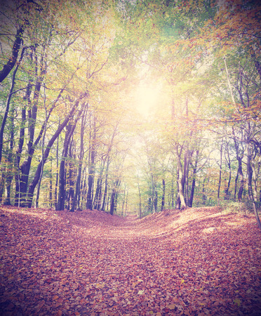Retro filtered picture of a an autumnal forest.の写真素材