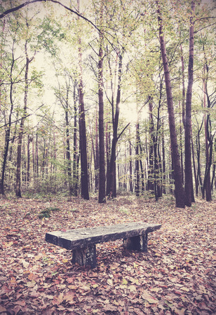 Retro filtered picture of bench in a forest.の写真素材