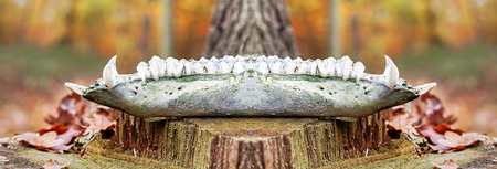 Panoramic view of wild boar lower jaw in forest.の写真素材