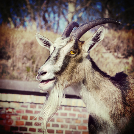 Retro vintage filtered portrait of a goat.の写真素材