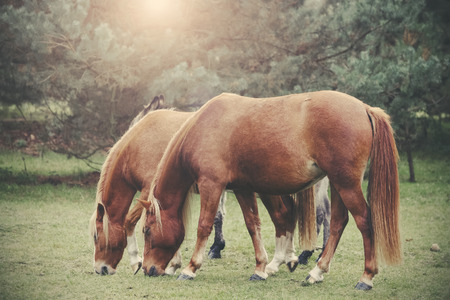 Vintage retro filtered picture of grazing horses.の写真素材