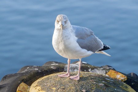 Stock photo of a seagull in harbor.