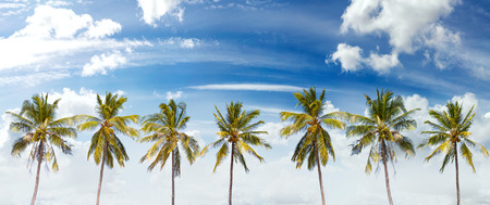 Panoramic view of palms and cloudscape, summer background.の写真素材