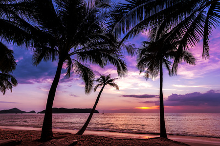 palm trees silhouettes at sunset.の写真素材