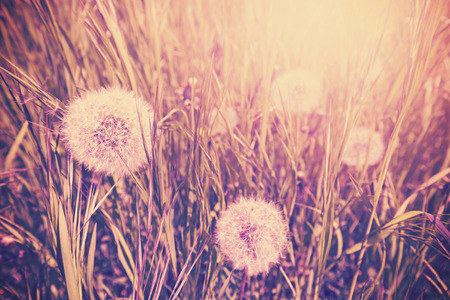 Vintage toned dandelion on a meadow, nature background, shallow depth of field.の写真素材