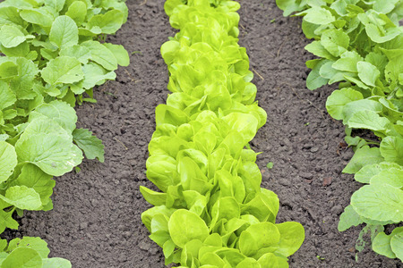 Rows of fresh lettuce plants.