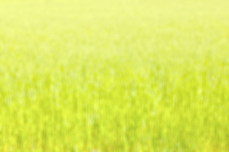 Natural green blurred abstract background, blurred crop field.の写真素材