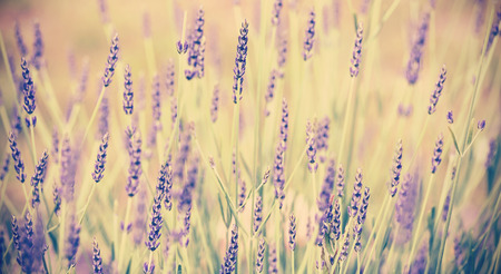 Vintage toned lavender flower, shallow depth of field, nature background.の写真素材