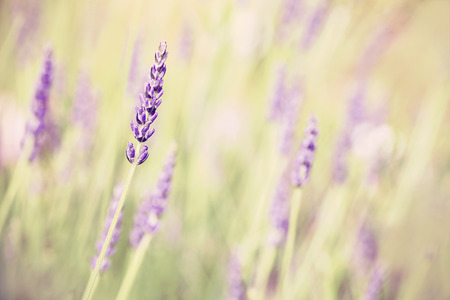 Retro toned lavender flower, shallow depth of field, nature background.の写真素材