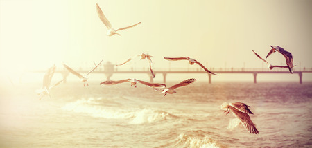 Vintage retro stylized photo of a seagulls, old film effect.の写真素材