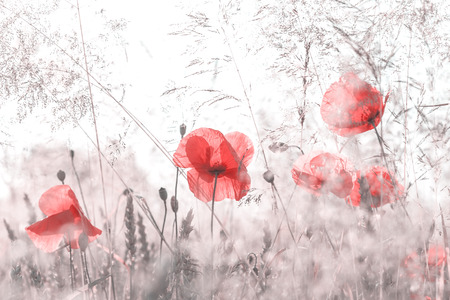 Retro style desaturated photo of summer meadow, nature background, shallow depth of field.の写真素材
