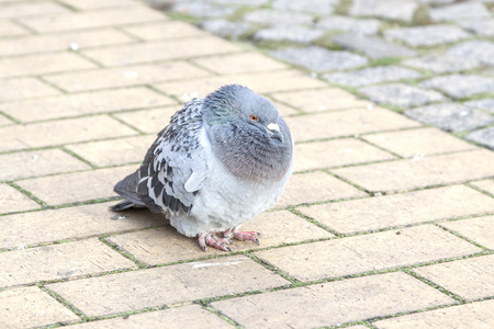 Old pigeon walking on the pavement, shallow depth of field.の写真素材