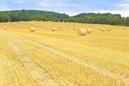 Rural landscape with field path and hay bales.の写真素材