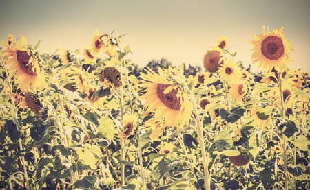 Retro vintage toned nature background made of sunflowers.の写真素材